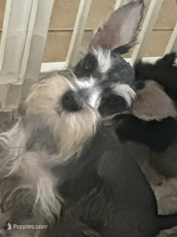 Sassy  – Miniature Schnauzer puppy for sale in Sarasota, FL