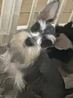 Sassy , a female Miniature Schnauzer for sale in Sarasota, FL – 1 of 2