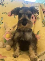 Mommy’s boy , a male Miniature Schnauzer for sale in Sarasota, FL – 1 of 1