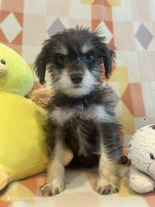 Coco  – Miniature Schnauzer puppy for sale in Sarasota, FL