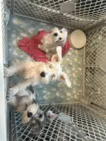 Thumbelina, a female Miniature Schnauzer for sale in Sarasota, FL – 2 of 2
