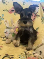 Mommy’s boy , a male Miniature Schnauzer for sale in Sarasota, FL – 1 of 3
