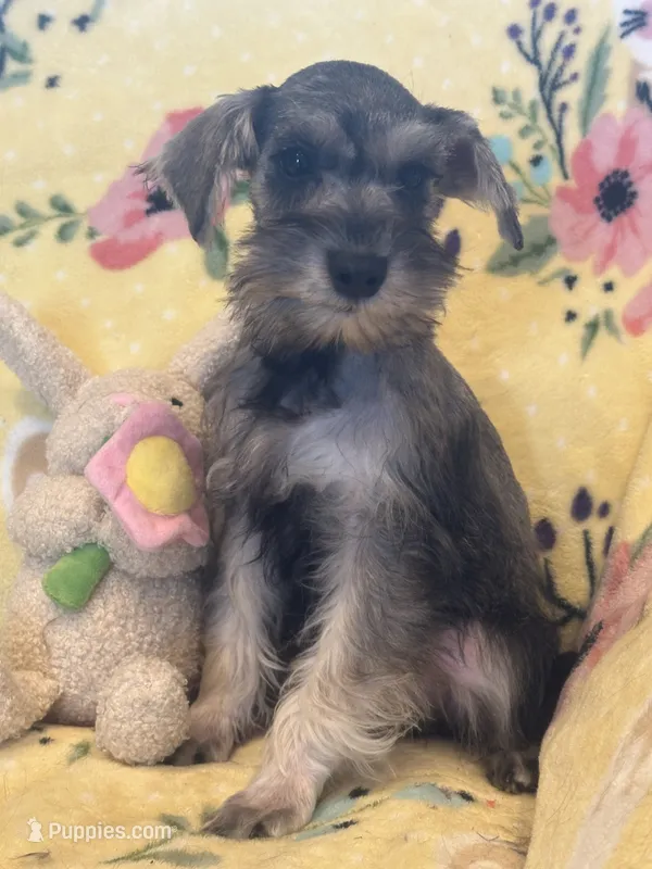 Trixie – Miniature Schnauzer puppy for sale in Sarasota, FL
