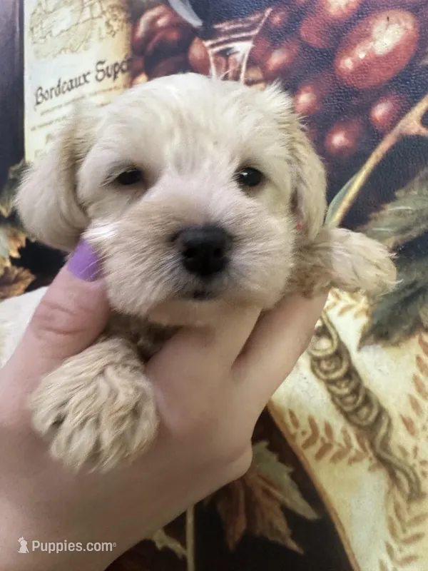 Sassy, a female Miniature Schnauzer for sale in Sarasota, FL – Photo 1 of 2