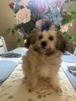 Teddy Bear , a male Maltipoo for sale in Sarasota, FL – 2 of 4