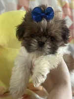 Teddy, a male Shih Tzu for sale in Sarasota, FL – 2 of 2