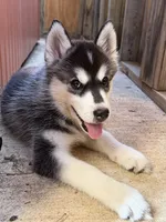 Julie , a female Siberian Husky for sale in Fairfax, VA – 3 of 3