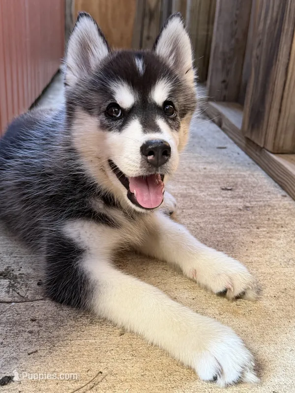 Julie  – Siberian Husky puppy for sale in Fairfax, VA