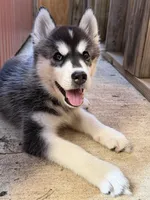 Julie , a female Siberian Husky for sale in Fairfax, VA – 1 of 3