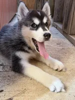 Julie , a female Siberian Husky for sale in Fairfax, VA – 2 of 3