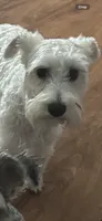 Winnie, a female Miniature Schnauzer for sale in Parma, MI – 1 of 2