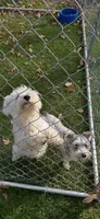 Winnie, a female Miniature Schnauzer for sale in Parma, MI – 2 of 2