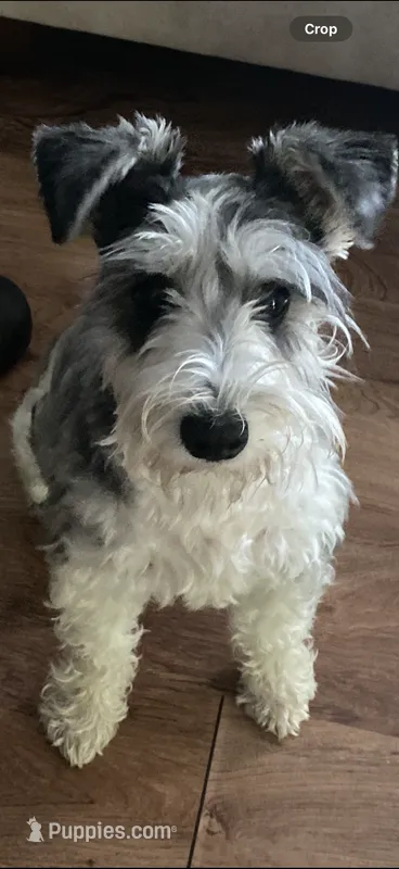 Bailey  – Miniature Schnauzer puppy for sale in Parma, MI