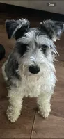 Bailey , a female Miniature Schnauzer for sale in Parma, MI – 1 of 2