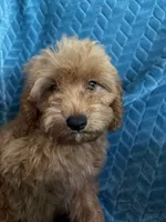 Rusty, a male Cavapoo for sale in Fayetteville, TN – 9 of 10