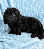 Teddy, a male Cavapoo for sale in Fayetteville, TN – 5 of 6