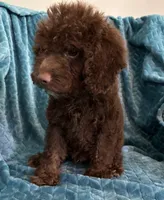 Hershey, a male Cavapoo for sale in Fayetteville, TN – 5 of 10