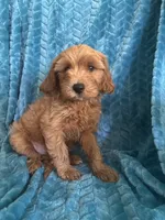 Dexter, a male Maltipoo for sale in Fort Walton Beach, FL – 9 of 9