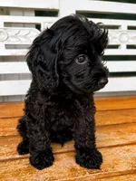 Teddy, a male Cavapoo for sale in Fort Walton Beach, FL – 6 of 8
