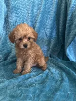 Reba, a female Maltipoo for sale in Fort Walton Beach, FL – 5 of 10