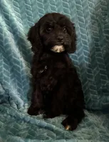 Millie, a female Cavapoo for sale in Fayetteville, TN – 2 of 10