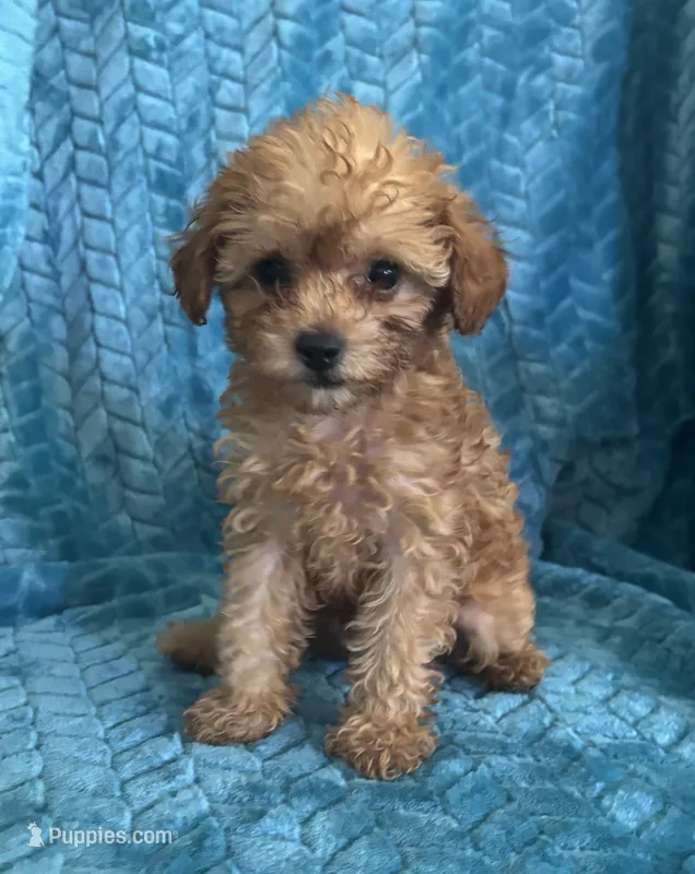 Reba, a female Maltipoo for sale in Fort Walton Beach, FL – 1 of 10