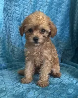 Reba, a female Maltipoo for sale in Fort Walton Beach, FL – 1 of 10