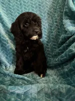 Millie, a female Cavapoo for sale in Fayetteville, TN – 9 of 10