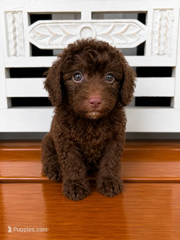 Hershey – Cavapoo puppy for sale in Fort Walton Beach, FL