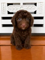 Hershey, a male Cavapoo for sale in Fort Walton Beach, FL – 1 of 7