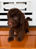 Hershey, a male Cavapoo for sale in Fort Walton Beach, FL – 3 of 7
