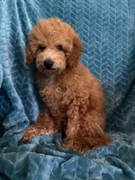 Jr, a male Poodle - Miniature  for sale in Fayetteville, TN – 5 of 10