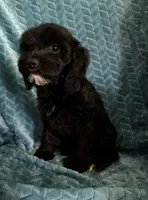 Millie, a female Cavapoo for sale in Fayetteville, TN – 5 of 10