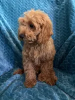 Rusty, a male Cavapoo for sale in Fayetteville, TN – 4 of 10
