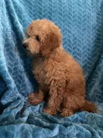 Jr, a male Poodle - Miniature  for sale in Fayetteville, TN – 8 of 10