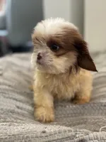 Chance, a male Cavalier King Charles Spaniel and Shih Tzu for sale in Fort Walton Beach, FL – Photo 3 of 9