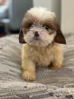 Chance, a male Cavalier King Charles Spaniel and Shih Tzu for sale in Fort Walton Beach, FL – Photo 7 of 9