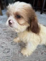 Chance, a male Cavalier King Charles Spaniel and Shih Tzu for sale in Fort Walton Beach, FL – Photo 7 of 10