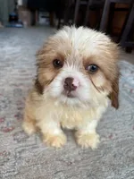 Chance, a male Cavalier King Charles Spaniel and Shih Tzu for sale in Fort Walton Beach, FL – Photo 1 of 10
