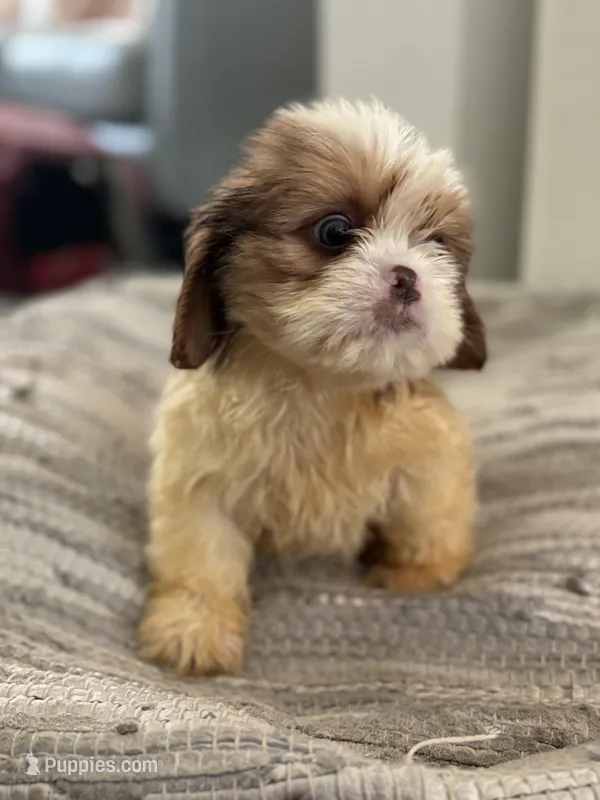 Chance, a male Cavalier King Charles Spaniel and Shih Tzu for sale in Fort Walton Beach, FL – Photo 1 of 9