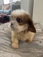 Chance, a male Cavalier King Charles Spaniel and Shih Tzu for sale in Fort Walton Beach, FL – Photo 8 of 9