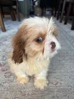 Chance, a male Cavalier King Charles Spaniel and Shih Tzu for sale in Fort Walton Beach, FL – Photo 6 of 10