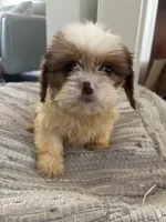 Chance, a male Cavalier King Charles Spaniel and Shih Tzu for sale in Fort Walton Beach, FL – Photo 9 of 9
