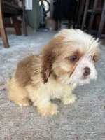 Chance, a male Cavalier King Charles Spaniel and Shih Tzu for sale in Fort Walton Beach, FL – Photo 8 of 10