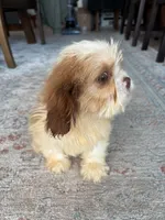 Chance, a male Cavalier King Charles Spaniel and Shih Tzu for sale in Fort Walton Beach, FL – Photo 10 of 10