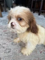 Chance, a male Cavalier King Charles Spaniel and Shih Tzu for sale in Fort Walton Beach, FL – Photo 5 of 10
