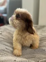 Chance, a male Cavalier King Charles Spaniel and Shih Tzu for sale in Fort Walton Beach, FL – Photo 4 of 9