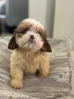 Chance, a male Cavalier King Charles Spaniel and Shih Tzu for sale in Fort Walton Beach, FL – Photo 2 of 9