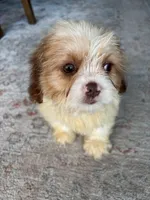Chance, a male Cavalier King Charles Spaniel and Shih Tzu for sale in Fort Walton Beach, FL – Photo 4 of 10