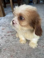 Chance, a male Cavalier King Charles Spaniel and Shih Tzu for sale in Fort Walton Beach, FL – Photo 3 of 10